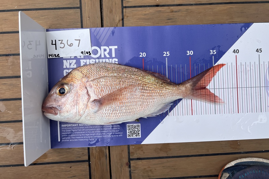Mike Symonds caught this 33.0cm Snapper at Auckland during The OBC Fishing Competition