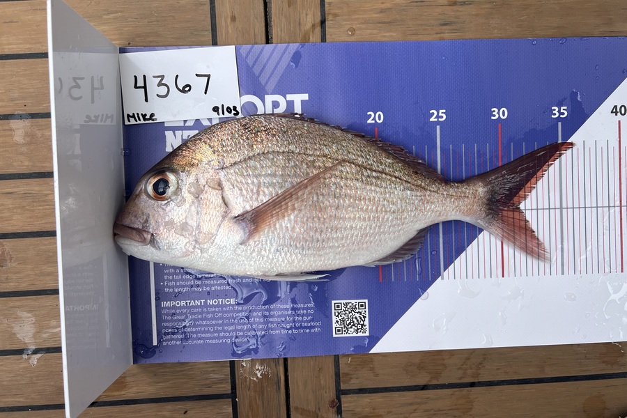 Mike Symonds caught this 31.0cm Snapper at Auckland during The OBC Fishing Competition