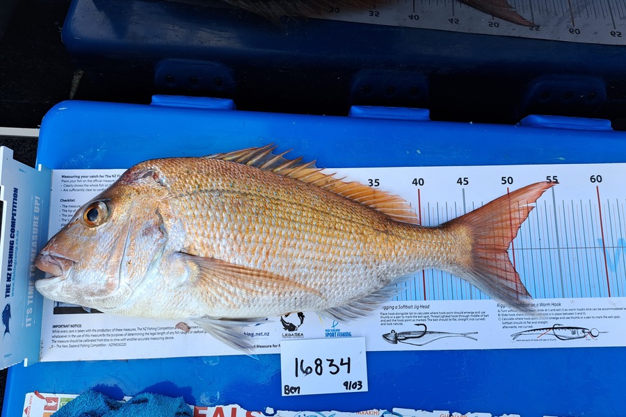 Ben Wynne-Jones caught this 49.0cm Snapper at Auckland during The OBC Fishing Competition