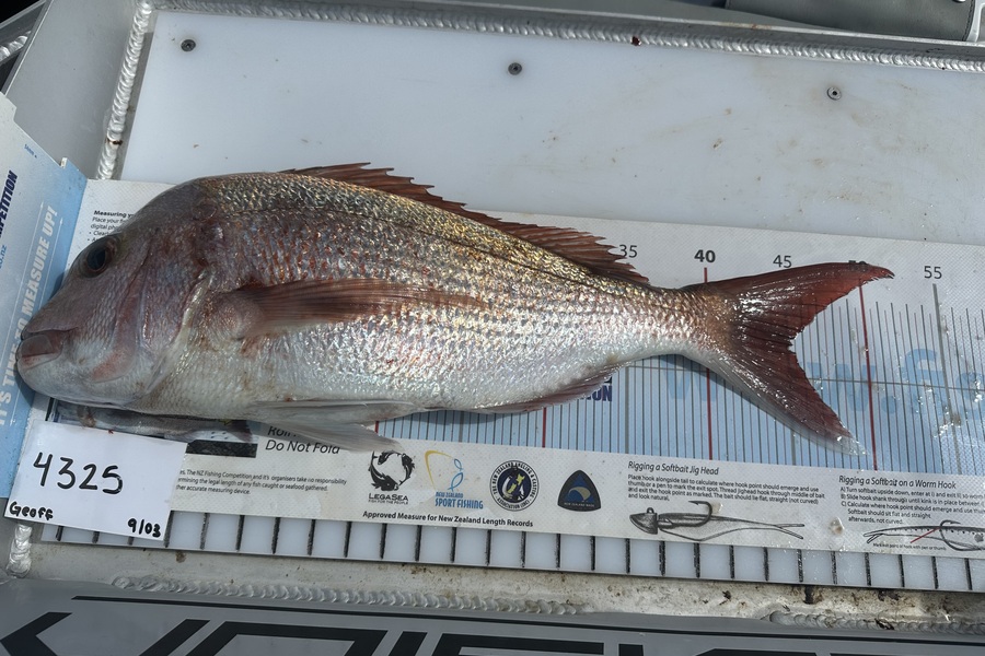 Geoff Carter caught this 45.0cm Snapper at Auckland during The OBC Fishing Competition