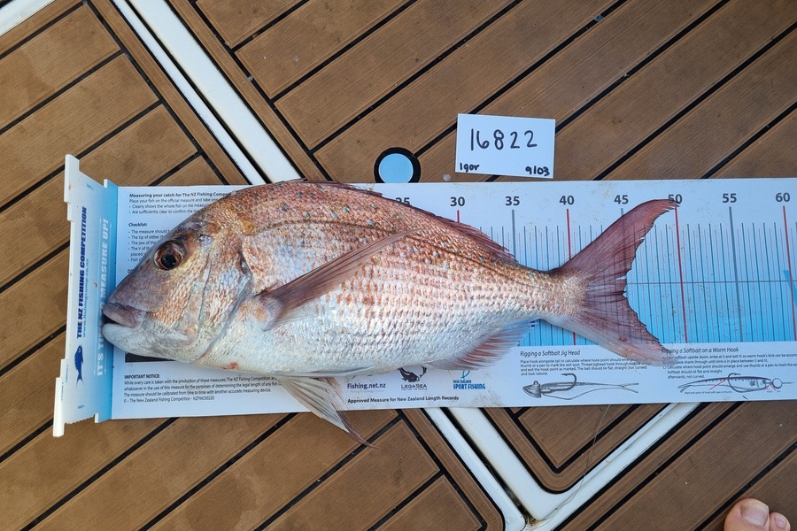 Igor Stychinsky caught this 45cm Snapper at Auckland during The OBC Fishing Competition