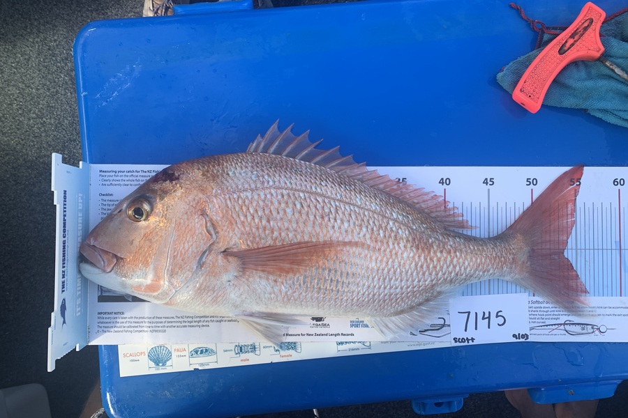 Scott  Knowles caught this 53.5cm Snapper at Auckland during The OBC Fishing Competition