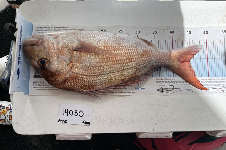 Anne Lindsay caught this 44.5cm Snapper at Auckland during The OBC Fishing Competition