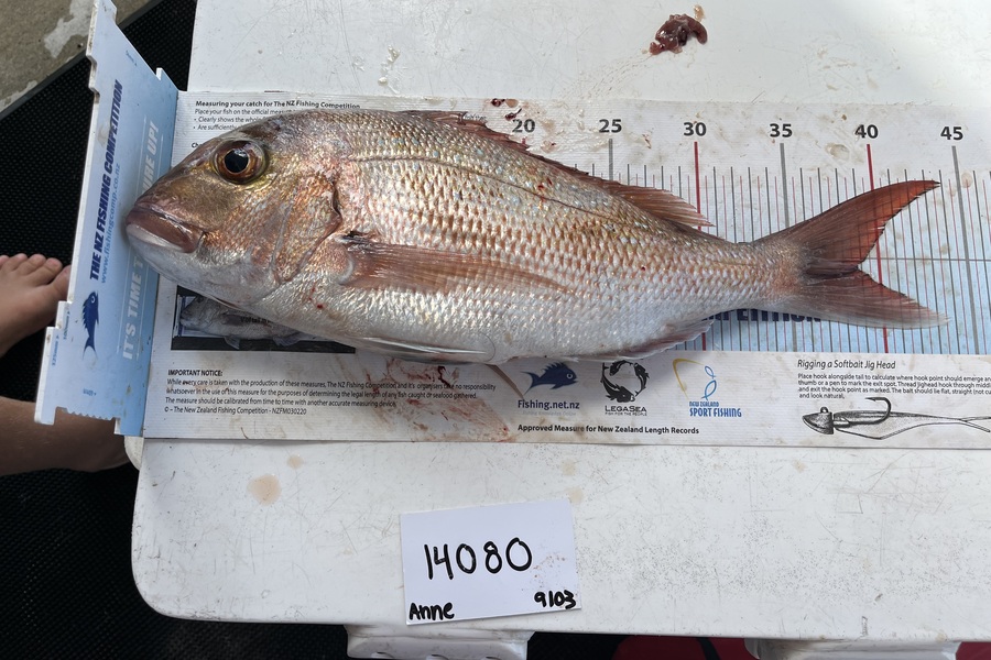 Anne Lindsay caught this 38.5cm Snapper at Auckland during The OBC Fishing Competition