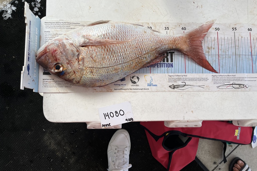 Anne Lindsay caught this 45cm Snapper at Auckland during The OBC Fishing Competition
