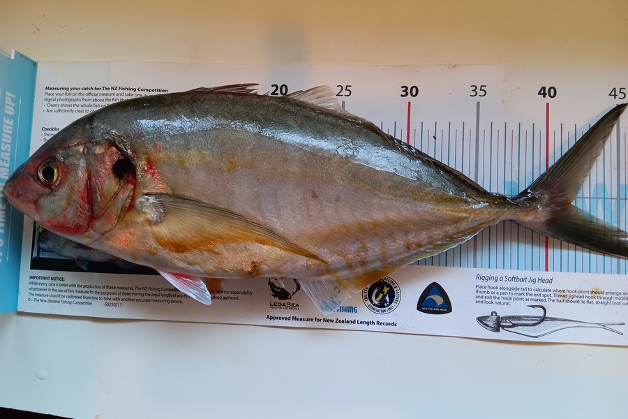 Simon Adamson caught this 41.5cm Trevally at Auckland during The OBC Fishing Competition