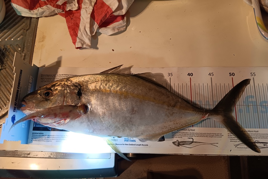Simon Adamson caught this 49.0cm Trevally at Auckland during The OBC Fishing Competition
