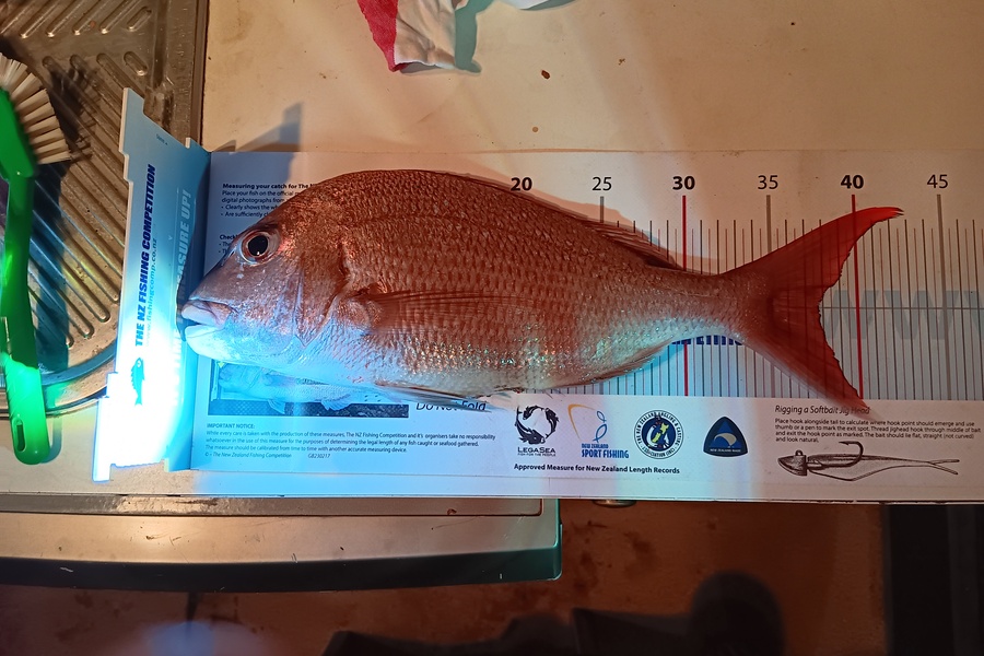 Simon Adamson caught this 37.5cm Snapper at Auckland during The OBC Fishing Competition