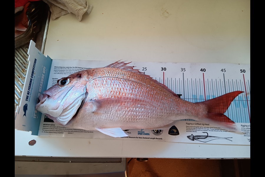 Simon Adamson caught this 43.5cm Snapper at Auckland during The OBC Fishing Competition
