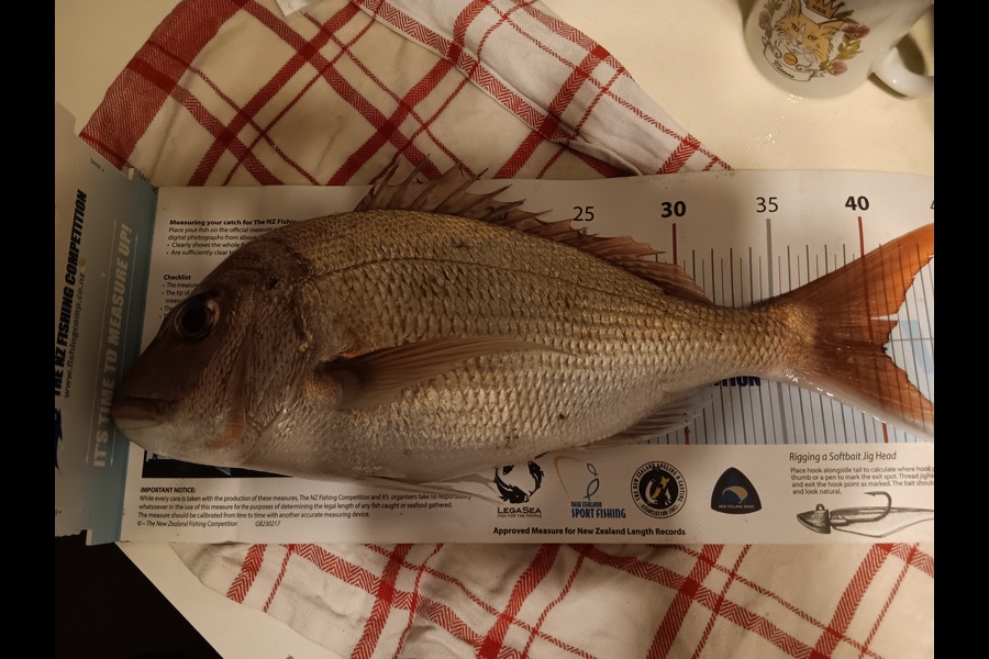 Simon Adamson caught this 40.5cm Snapper at Auckland during The OBC Fishing Competition
